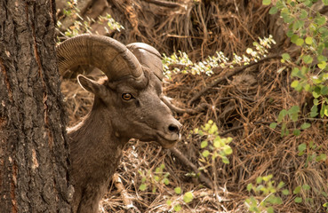 close up of a bighorn sheep