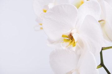 Fototapeta na wymiar A beautiful and elegant white phalaenopsis orchid with fuchsia lips on a white background