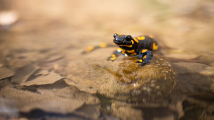 Curious fire salamander, salamandra salamandra, lying down in water and looking curiously in spring nature. Adorable wild animal species peeking out from pond with copy space.