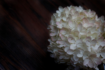 pee gee hydrangea with wooden background and copy space