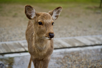 deer in the woods