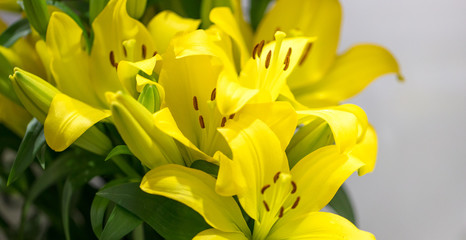 Close up de lírio amarelo