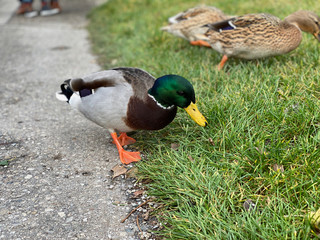 ducks in the park