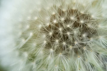 Rolgordijnen Macro view of beautiful dandelion seeds on a green background. © 1tomm