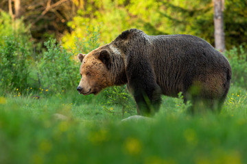 Huge brown bear, ursus arctos, male looking aside on green summer meadow at sunset. European mammal living in Carpathian forests from profile. Animal wildlife scenery from wilderness.