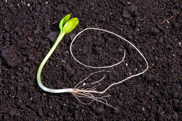 young shoots of sunflower on a background of black soil