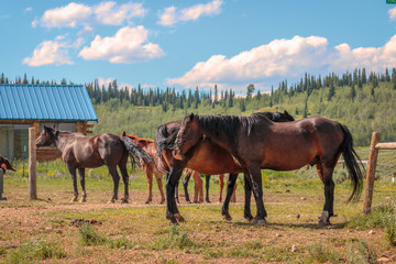 Standing horses on ranch.