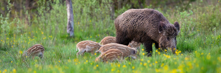 Enchanting herd of wild boar, sus scrofa, feeding on meadow in spring nature. Mother animal and little striped piglets grazing on green grass together with copy space.