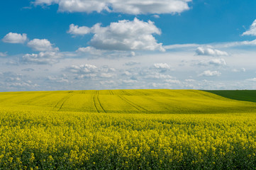 Fototapeta na wymiar Flowering field of bright yellow rapeseed or colza