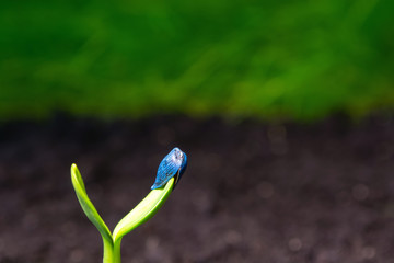 young shoots of sunflower on a background of black soil