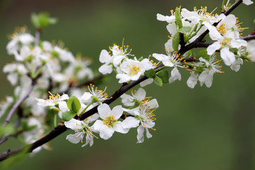 Plum blossom in spring on green natural background. White flowers on a branch in a garden after rain, soft colors