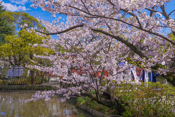 Obraz premium 鎌倉・鶴岡八幡宮の桜