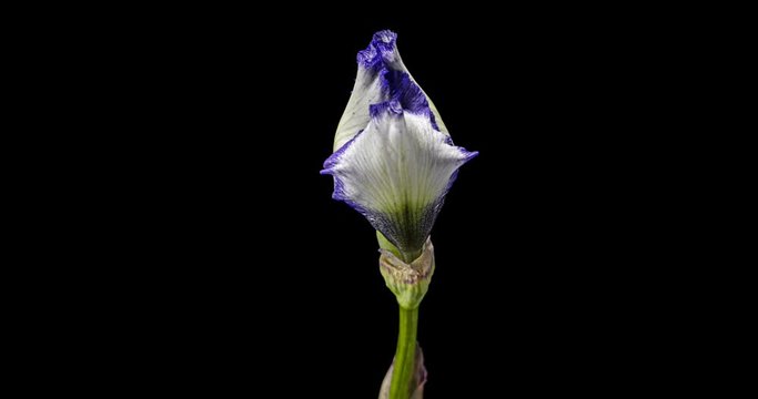 Accelerated video of opening petals process of the iris flower, isolated on black background