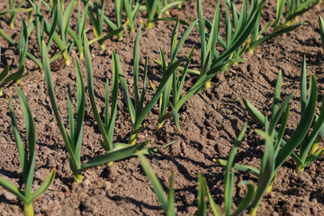 several rows of young garlic stems sitting in a garden bed with young green leaves in spring