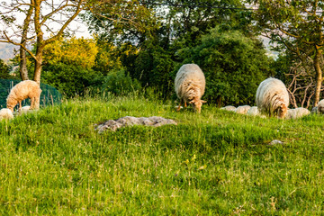 Oveja lacha del País Vasco