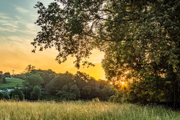 Atardecer en el monte entre arboles y arbustos