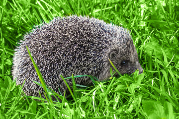 Hedgehog in green grass close up. Russia, May, 2020.