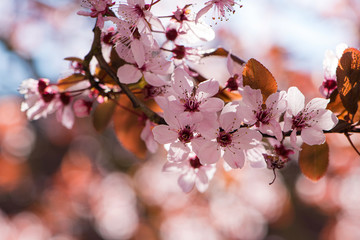 Pink tree blossoms with blue background