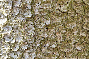 Close-up view of holes in a tree trunk made by bark beetle larvae.