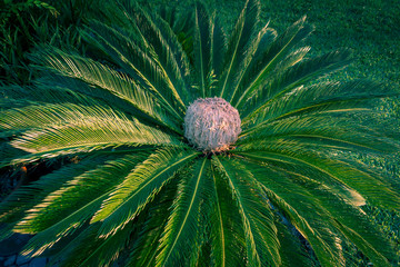 sago palm