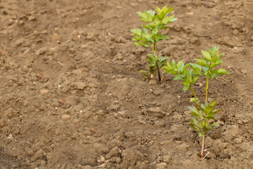 Lovage just started to grow in the spring, The benefits of this culture Concept