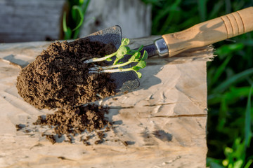 The work of the farmer in the infield. Planting vegetables.young seedling. Working in the vegetable garden. Metal spade. Agriculture. Farming. Close up.Root and sprout macro.