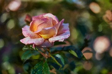 Fototapeta na wymiar lonely pink rose with special and beautiful bokeh 2