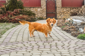 Fluffy red and orange dog stands on its paws on the yard background in home garden. Beautiful happy reddish little orange dog. Cute, charming puppy looking at camera close-up. Pet care concept.