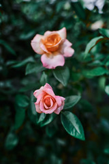 pink rose vintage kodachrome 1