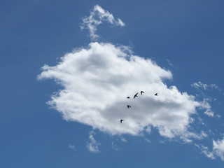 cumulus cloud with birds