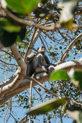 Two Gray Langur monkeys in a tree taking care of each other, in Pushkar, India.