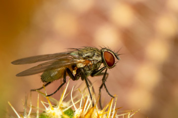 Housefly isolated on white background