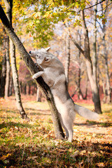A young grey and white Siberian husky male dog with brown eyes is climbing on a tree. There are a lot of colorful yellow and red leaves. It's a sunny October autumn day..