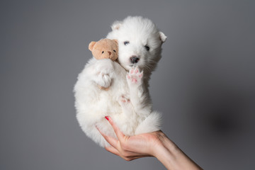 Cute white puppy holds teddy bear and looking at the camera