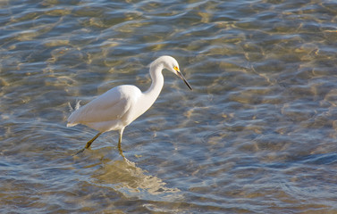 Obraz premium Snowy Egret Wading