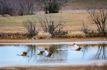 Flock of Sandhill Cranes flying over lake basin at Hiwassee wildlife sanctuary in Birchwood Tennessee.