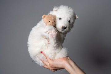 Female hand holds samoyed puppy with teddy bear