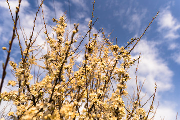 Beautiful tender tree blossom in morning purple sun light, floral background, spring blooming flowers.