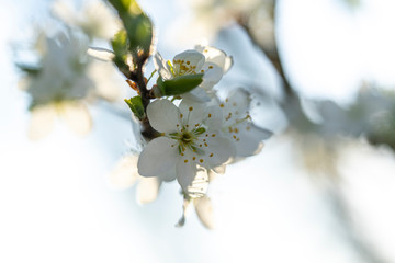Beautiful tender tree blossom in morning purple sun light, floral background, spring blooming flowers.