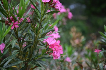pink and purple flowers of oleander