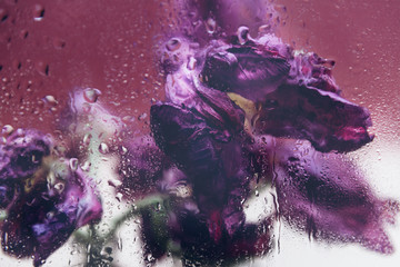 Dried purple tulips. Beautiful faded flowers through the glass with rain drops. Sad love concept. Copy space, dusty pink background