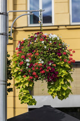 Fototapeta na wymiar Flowers in a pot hanging on a pole in the city