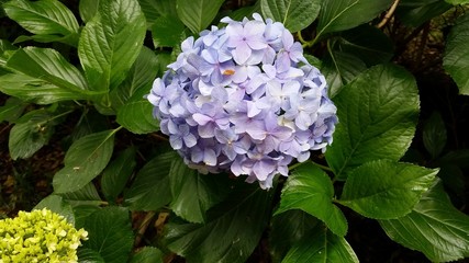 Hortência - Monte Verde - Brasil