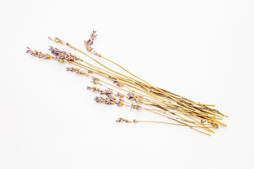 Dry lavender isolated on white background
