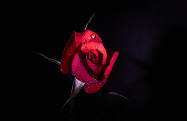 Rosa Roja de Amor