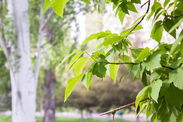 sunlight on the leaf