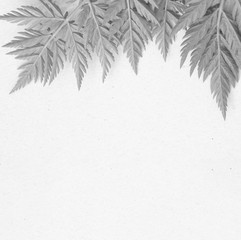 black and white spring abstract  background. frame of beautiful  leaves on the gray textured  background