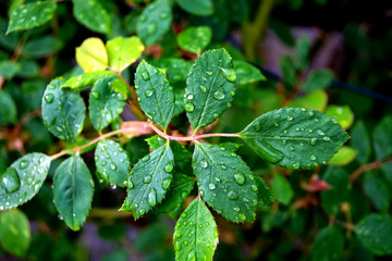 rose leaves after rain with drops of moisture
