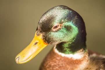 female mallard duck
