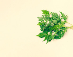 bunch of green leaves on a light  background. place for text